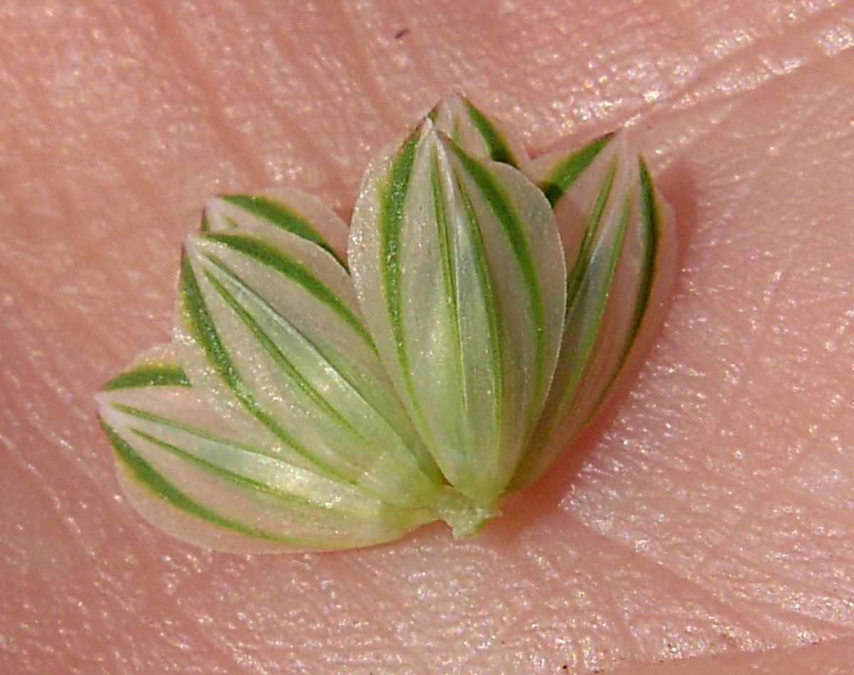 Phalaris brachystachys / Scagliola cangiante